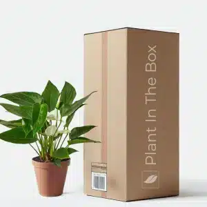 housewarming gift ideas