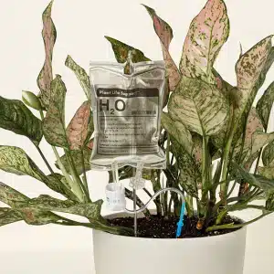 white elephant gifts under $25